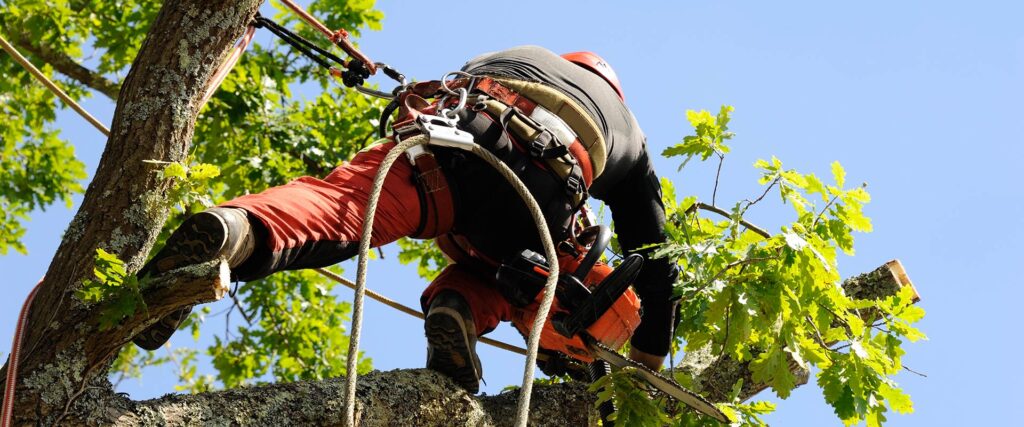 Arboriste équipé d'un harnais et d'une tronçonneuse, taillant une branche de chêne. Travail professionnel en hauteur sous ciel bleu.
