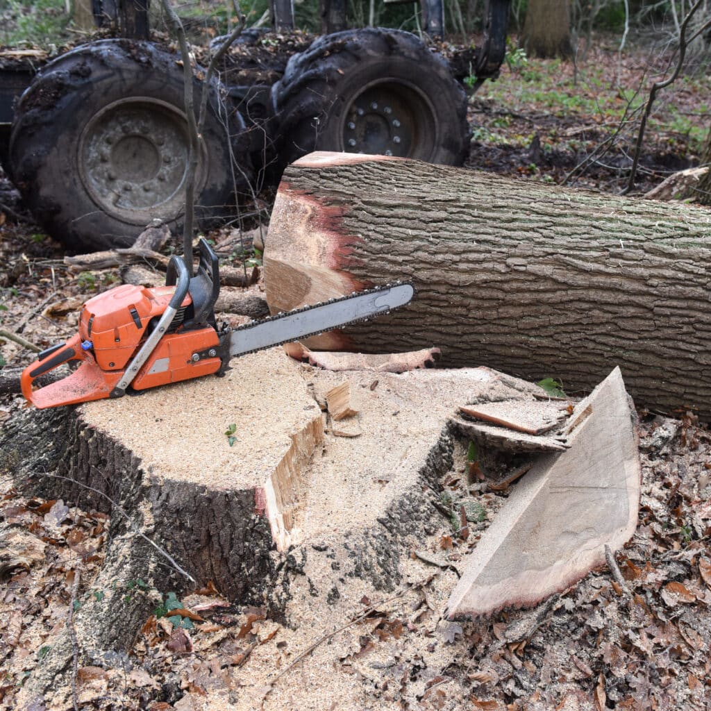 Tronçonneuse orange sur une souche couverte de sciure, près d'un tronc d'arbre abattu et de gros pneus d'engin forestier.