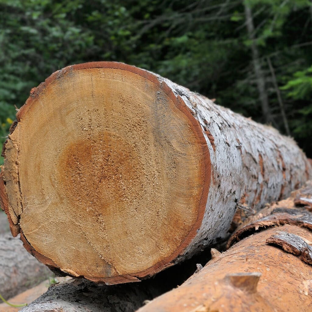 Bois coupé : Bûche avec anneaux de croissance en forêt Bûche de bois fraîchement coupée avec anneaux de croissance et écorce, sur fond de forêt floue.
