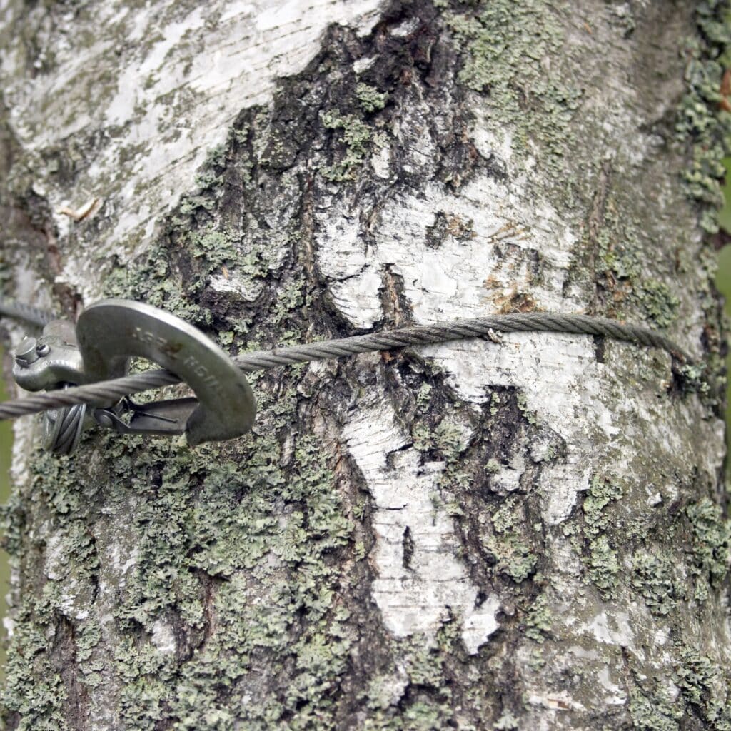 Câble en acier sur tronc de bouleau couvert de lichen Écorce de bouleau couverte de lichen vert avec un câble en acier serré par une fixation métallique (ARRI) autour du tronc.