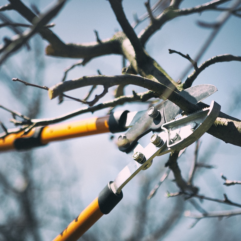 Sécateur de force à manche jaune coupant une branche d'arbre sous un ciel clair. Scène d'élagage, entretien du jardin.