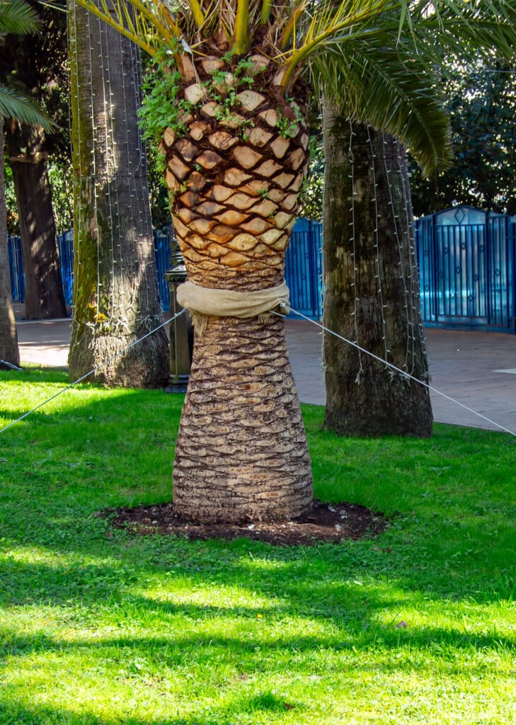 Palmier majestueux : un géant vert dans un parc ensoleillé Grand palmier au tronc sculpté, entouré de pelouse verte et d'arbres décorés de guirlandes lumineuses dans un parc.