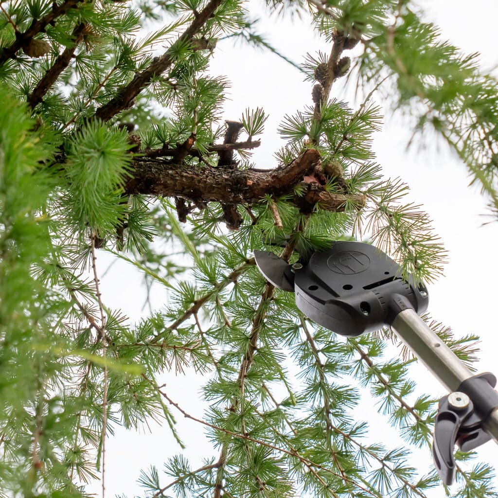 Taille de mélèze : L'élagueur télescopique en action Élagueur télescopique coupant une branche de mélèze aux aiguilles vertes et petits cônes. Vue du dessous sur un ciel clair et lumineux.