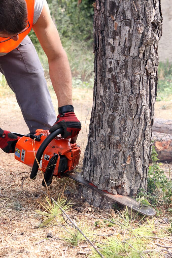 Tronçonnage d'arbre : Bûcheron sécurisé coupe un tronc Homme en gilet orange et gants coupant un tronc d'arbre avec une tronçonneuse orange CS-4400 (116 dB). Sciure volante.